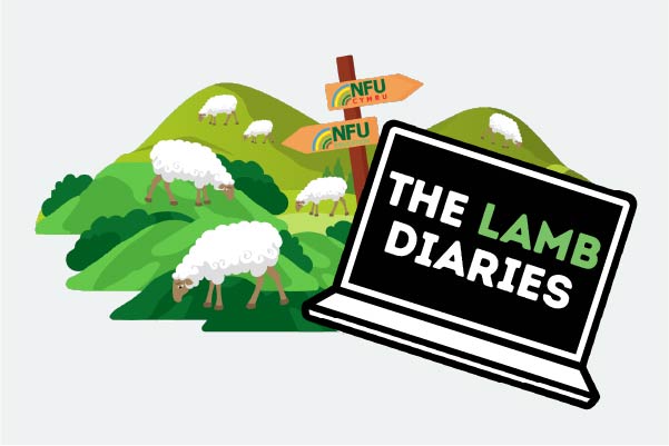 The Lamb Diaries